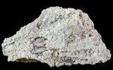 Agatized Fossil Coral Geode - Florida #66843-1